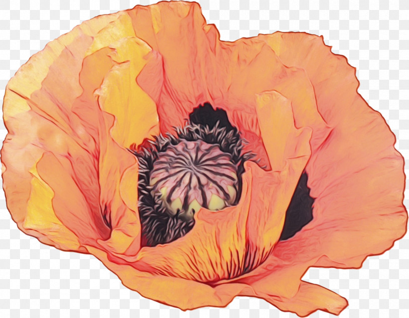 Orange, PNG, 1200x935px, Watercolor, Corn Poppy, Flower, Hawaiian Hibiscus, Orange Download Free