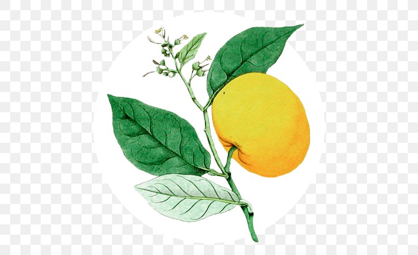 Sweet Lemon Key Lime Stock Photography, PNG, 500x500px, Sweet Lemon, Alamy, Bergamot Orange, Bitter Orange, Branch Download Free