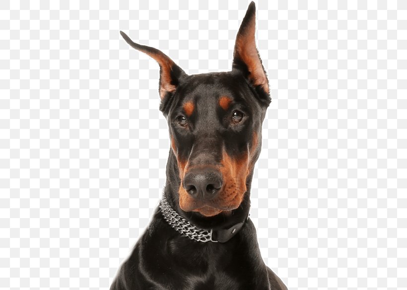 Cartoon Dog, PNG, 565x585px, Dobermann, Collar, Dog, Dog Collar, Dogo Download Free