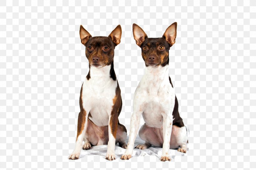 Dog Breed Miniature Fox Terrier Toy Fox Terrier Rat Terrier Tenterfield Terrier, PNG, 1170x780px, Dog Breed, Breed, Carnivoran, Chihuahua, Companion Dog Download Free