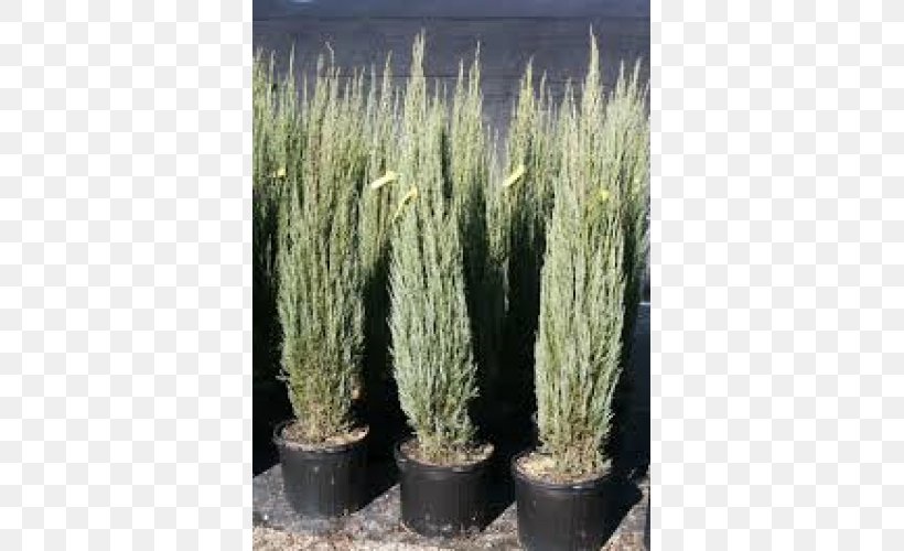 English Yew Rocky Mountain Juniper Grasses Spruce Flowerpot, PNG, 500x500px, English Yew, Biome, Casuarina, Conifer, Cypress Family Download Free
