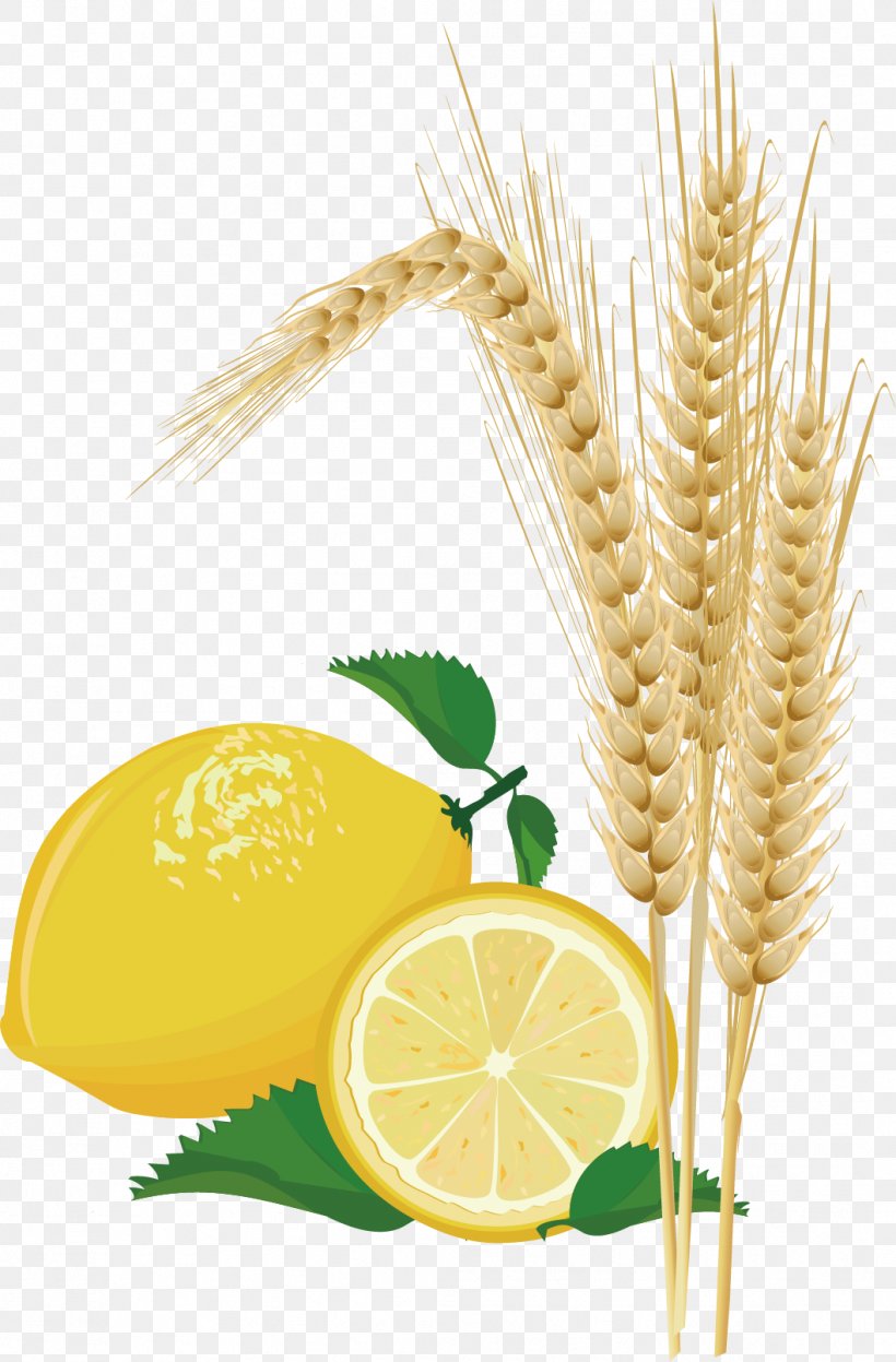 Wheat Lemon, PNG, 1058x1610px, Wheat, Auglis, Commodity, Food, Food Grain Download Free