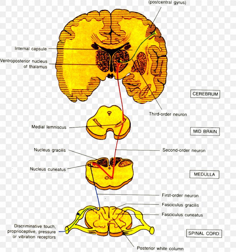 Withdrawal Reflex Neuron Brain Afferent Nerve Fiber, PNG, 1055x1127px, Watercolor, Cartoon, Flower, Frame, Heart Download Free