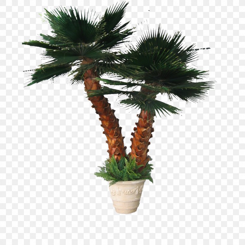 Arecaceae Tree Leaf Date Palm, PNG, 1024x1024px, Arecaceae, Arecales, Borassus Flabellifer, Coconut, Date Palm Download Free