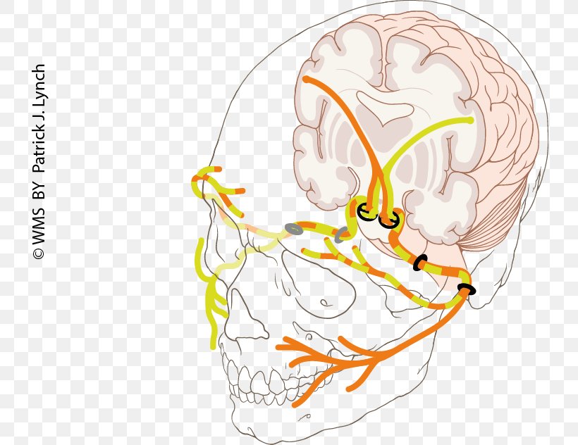 Facial Nerve Paralysis Human Anatomy, PNG, 736x632px, Watercolor, Cartoon, Flower, Frame, Heart Download Free