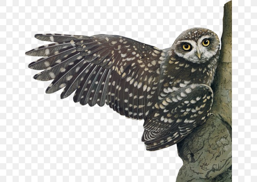 Little Owl Bird, PNG, 661x580px, Owl, Animal, Beak, Bird, Bird Of Prey Download Free
