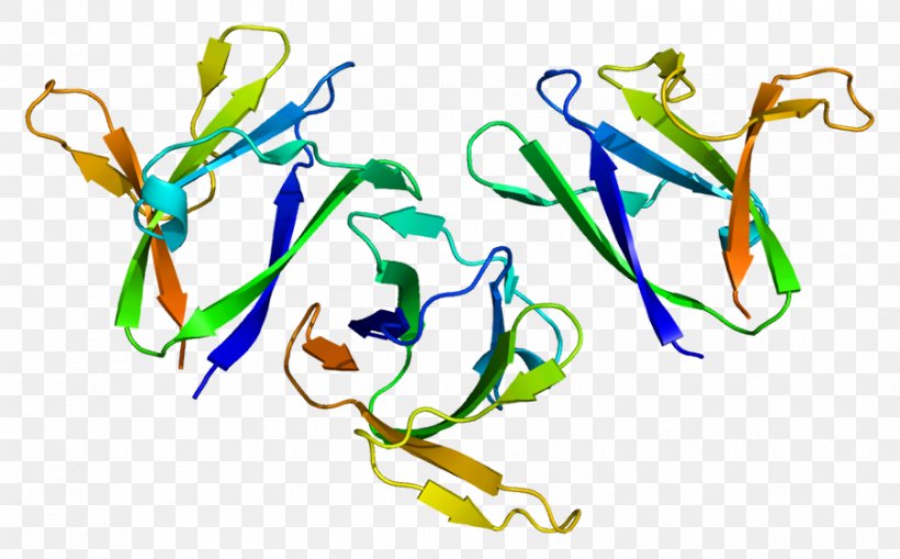 PRKAB1 AMP-activated Protein Kinase PRKAG1 Gene, PNG, 903x561px, Ampactivated Protein Kinase, Art, Artwork, Ensembl, Enzyme Download Free