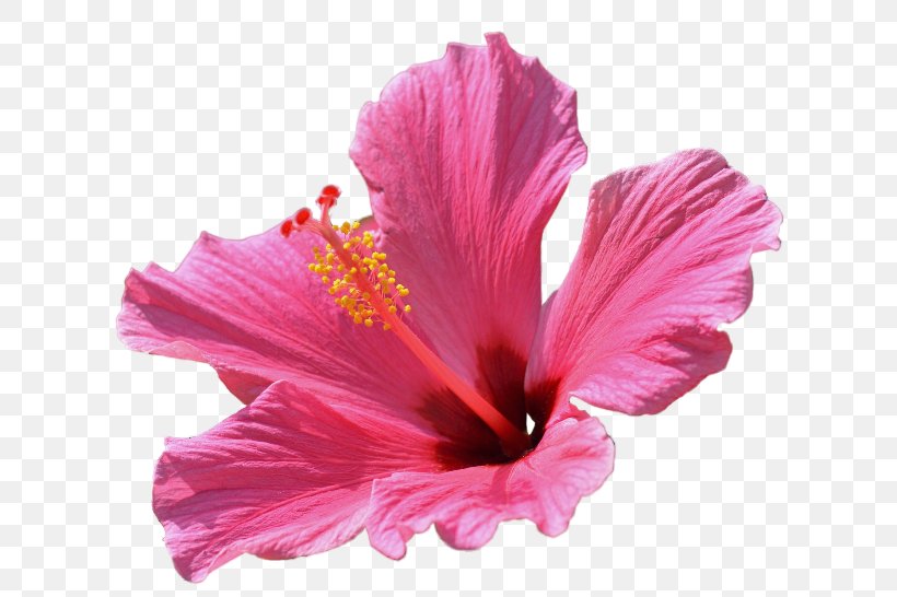 Shoeblackplant Flower Mallows Email Petal, PNG, 650x546px, Shoeblackplant, Chinese Hibiscus, Email, Flower, Flowering Plant Download Free