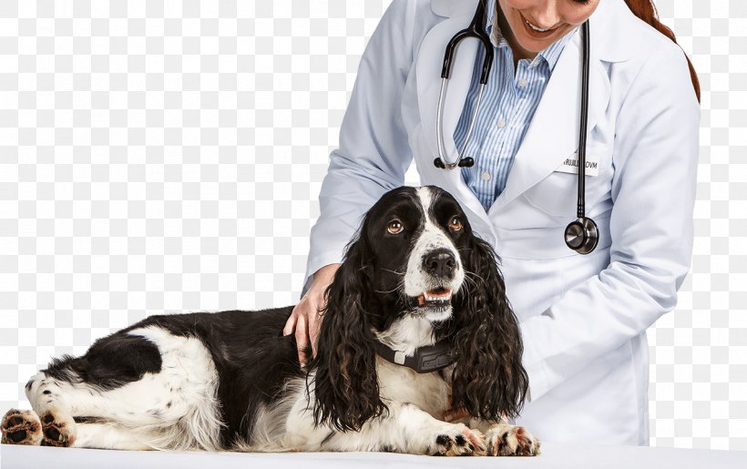 English Springer Spaniel Veterinarian Pet Cat Dog Walking, PNG, 1272x800px, English Springer Spaniel, Cancer In Cats, Cat, Companion Dog, Dog Download Free