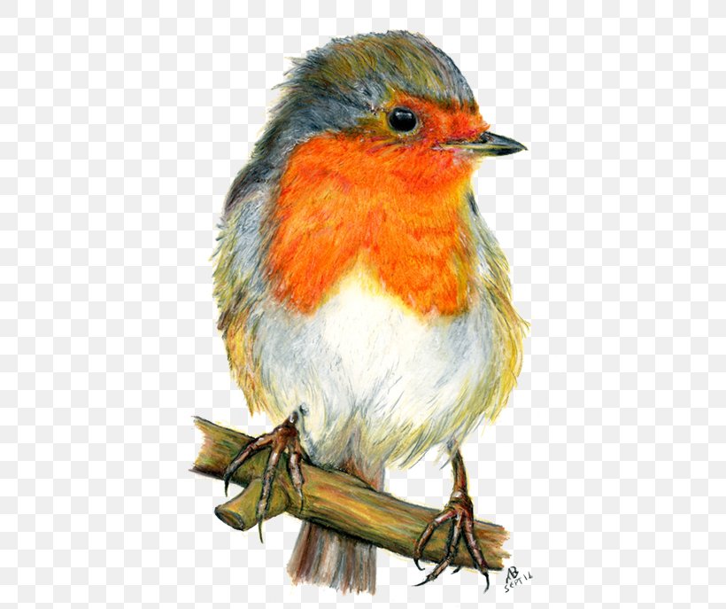 European Robin Bird Drawing Watercolor Painting, PNG, 500x687px, European Robin, American Robin, Art, Artist, Beak Download Free