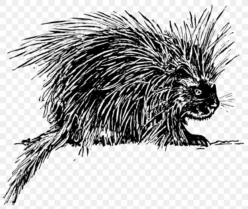 Hedgehog Porcupine Drawing Clip Art, PNG, 999x841px, Hedgehog, Beaver, Black And White, Cape Porcupine, Carnivoran Download Free