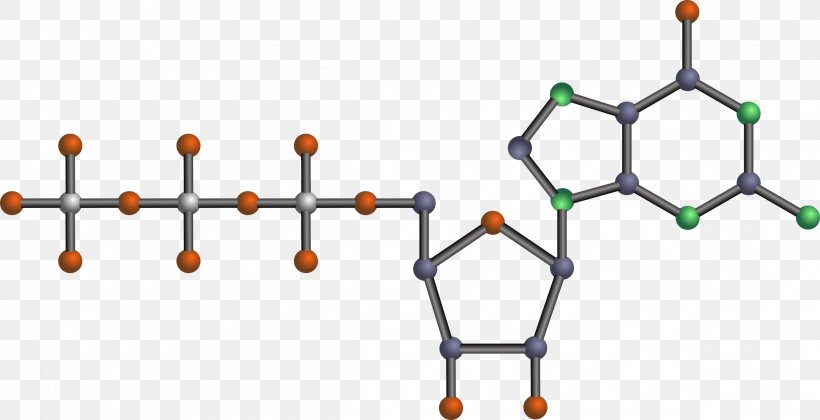 Nucleic Acid Structure DNA Nucleic Acid Double Helix, PNG, 2400x1232px, Nucleic Acid, Acid, Adenine, Amino Acid, Diagram Download Free