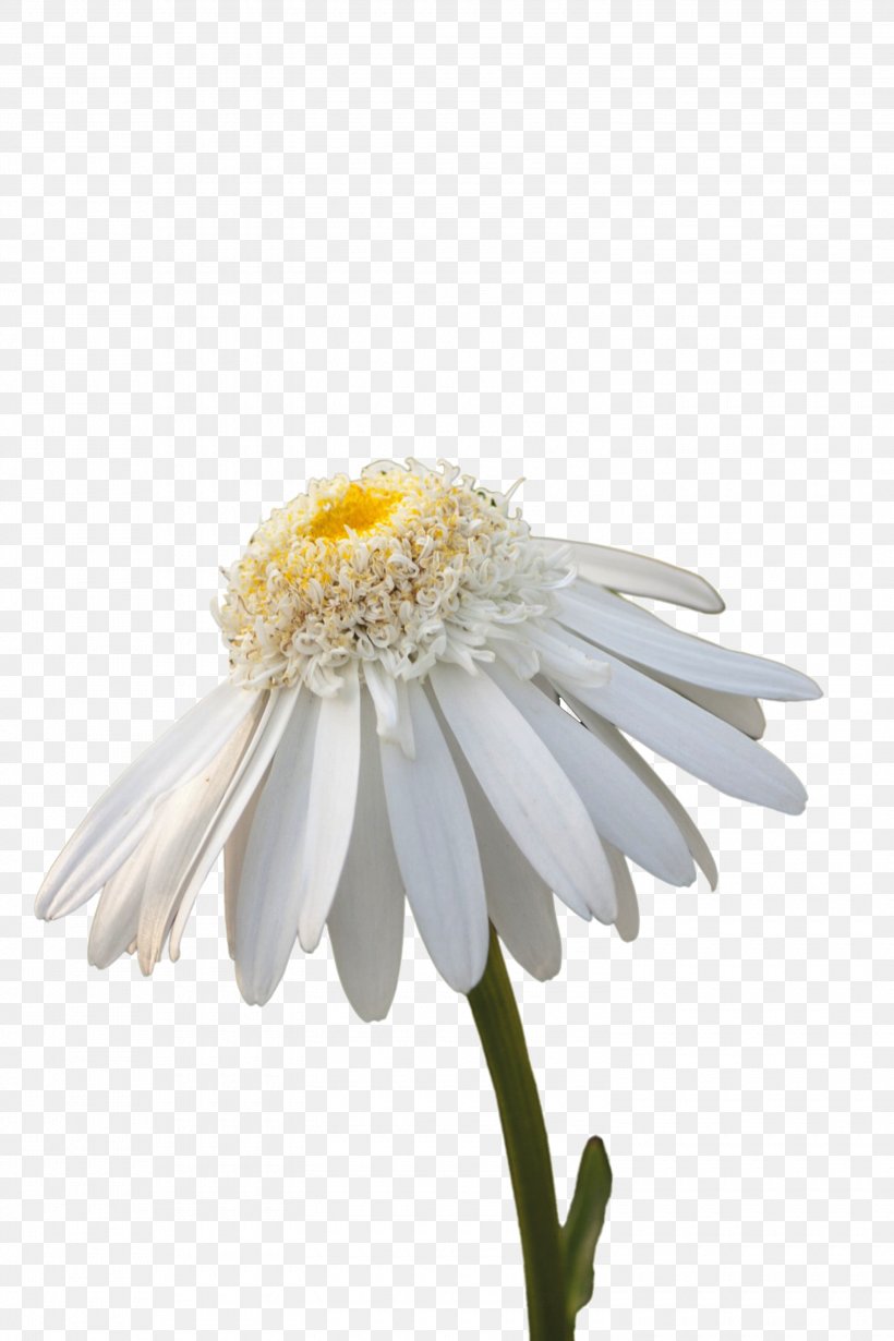 Flower White Common Daisy Stock Photography Wallpaper, PNG, 3000x4500px, Flower, Blue, Chamomile, Chrysanthemum, Chrysanths Download Free