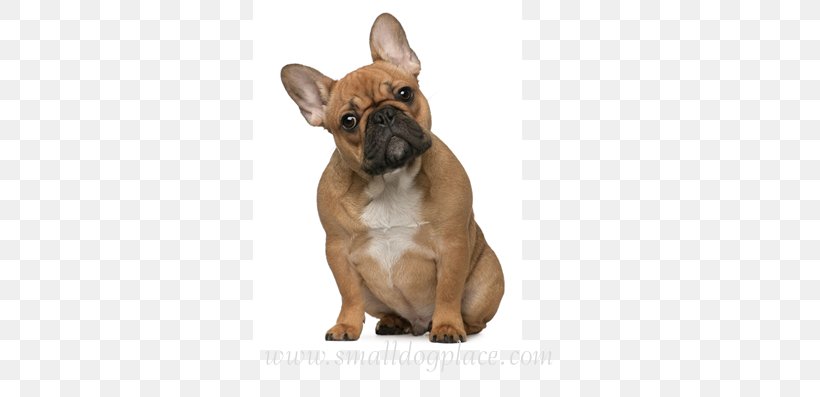 French Bulldog English Toy Terrier Cat Pet Veterinarian, PNG, 337x397px, French Bulldog, Animal, Breed, Bulldog, Carnivoran Download Free
