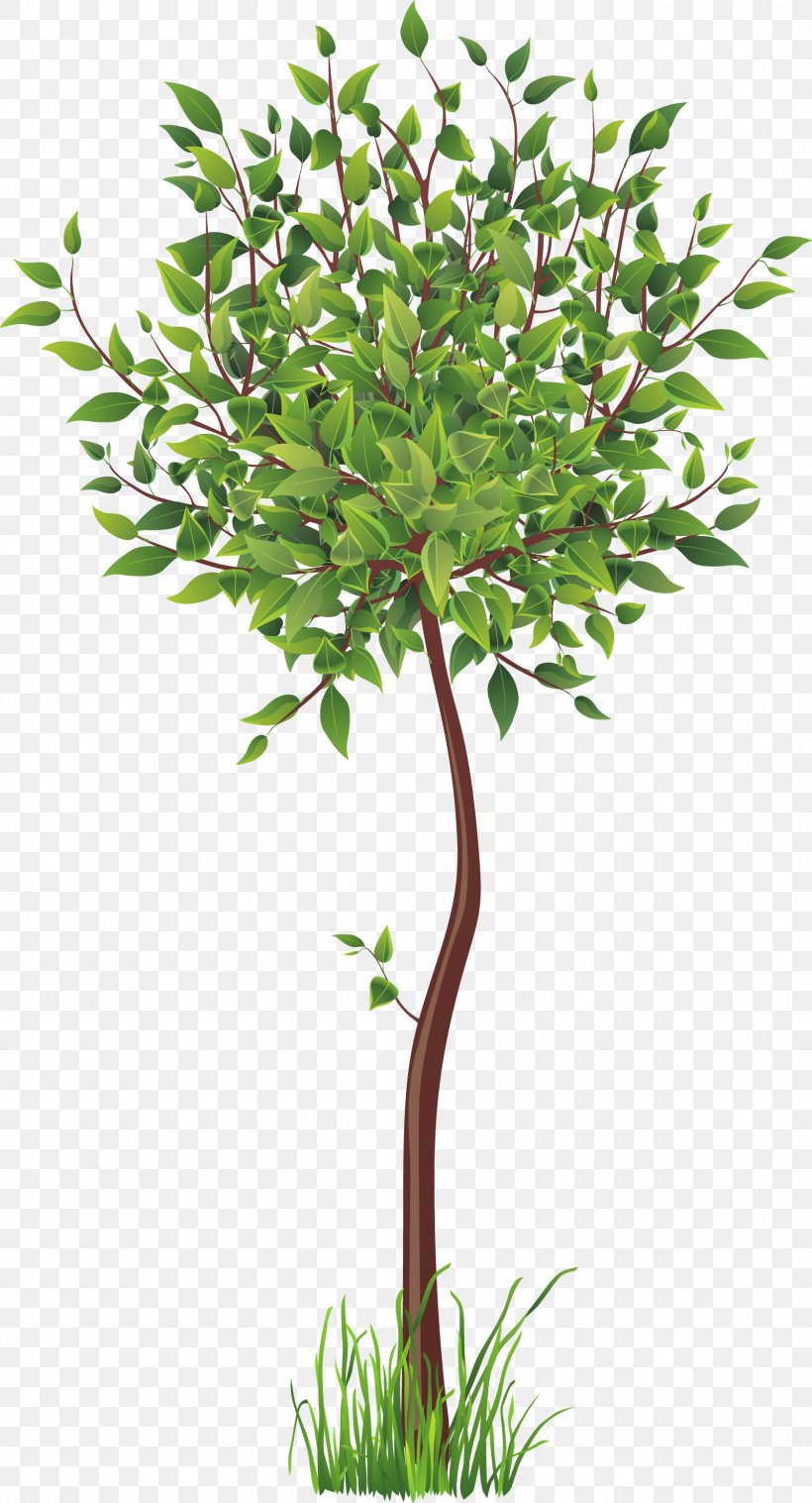 Root Tree, PNG, 1602x2964px, Root, Branch, Drawing, Flowerpot, Grass Download Free