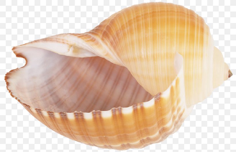 Seashell Conch Sea Snail Clip Art, PNG, 812x528px, Seashell, Clam, Clams Oysters Mussels And Scallops, Cockle, Conch Download Free