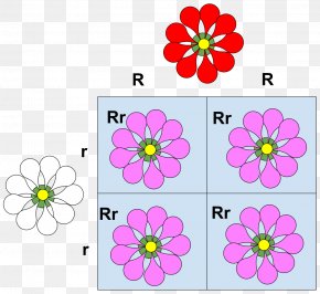 Domineering - Codominance Allele Phenotype Mendelian Inheritance PNG