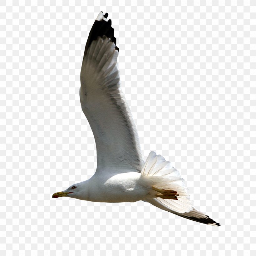 European Herring Gull Clip Art, PNG, 2000x2000px, European Herring Gull, Beak, Bird, Charadriiformes, Ducks Geese And Swans Download Free