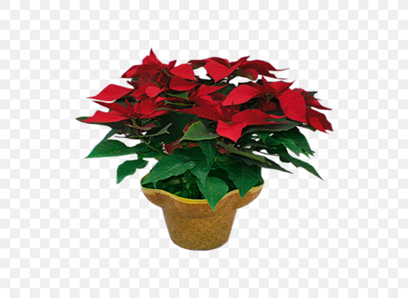 Flower Poinsettia Plant Red Flowerpot, PNG, 600x600px, Flower, Annual Plant, Anthurium, Flowerpot, Houseplant Download Free