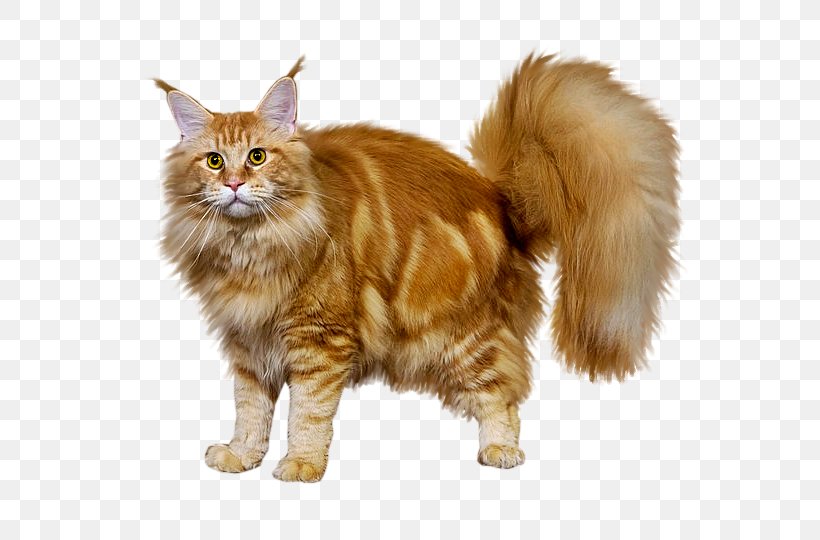 Maine Coon Norwegian Forest Cat Kurilian Bobtail Cymric Whiskers, PNG, 800x540px, Maine Coon, Animal, Carnivoran, Cat, Cat Like Mammal Download Free