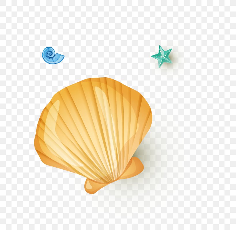 Seashell Pearl Shellfish Orange, PNG, 800x800px, Seashell, Invertebrate, Orange, Pearl, Shellfish Download Free
