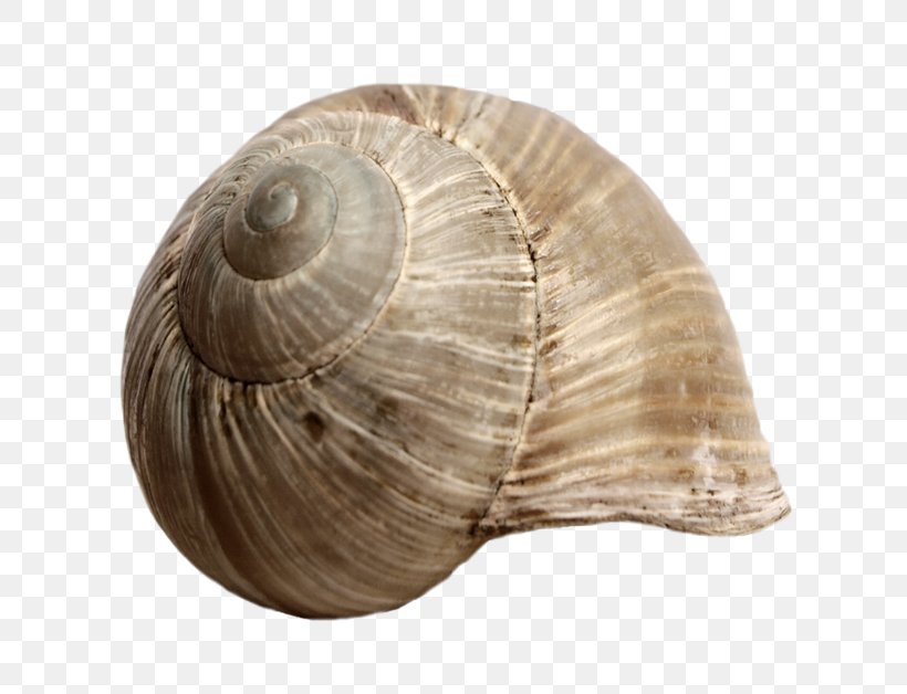 Seashell Snail Gastropod Shell Mollusc Shell, PNG, 628x628px, Seashell, Charonia Tritonis, Clams Oysters Mussels And Scallops, Cockle, Conch Download Free