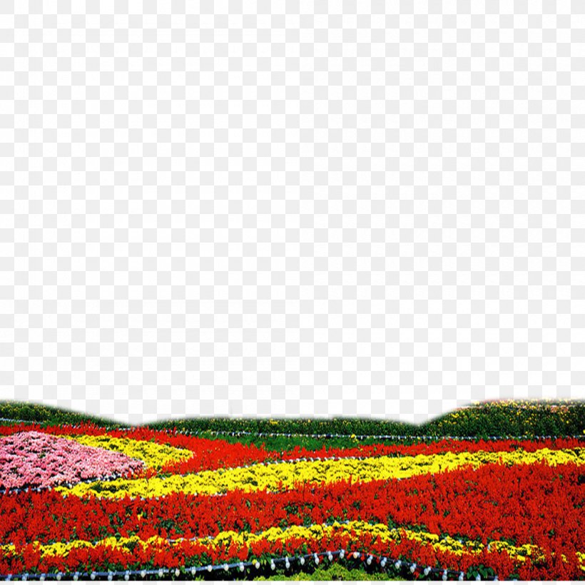 2013 Tiananmen Square Attack, PNG, 1000x1000px, Tiananmen Square, Ecoregion, Field, Flower, Flowering Plant Download Free