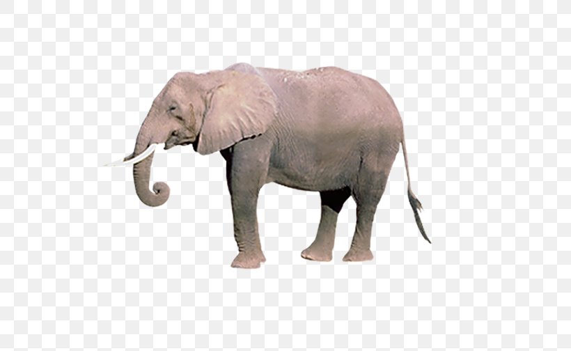 African Elephant Indian Elephant Horse The Love Of Elephants, PNG, 656x504px, African Elephant, Animal, Animation, Elephant, Elephants And Mammoths Download Free