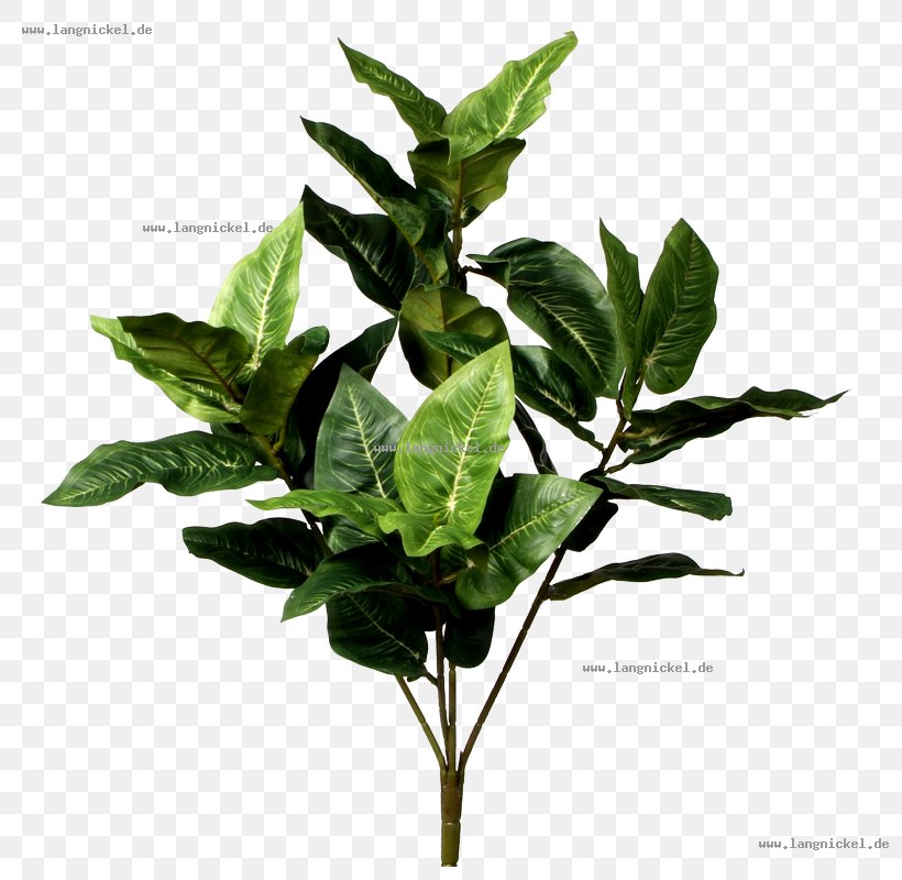 Green Leaf Branch Weeping Fig Food, PNG, 800x800px, Green, Branch, Centimeter, Color, Embryophyta Download Free