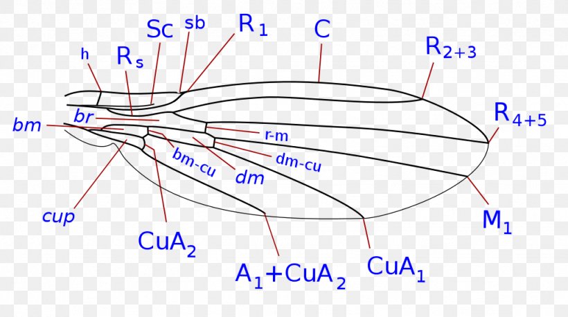 Pipunculidae Holoptic Eudorylas Ruralis Fly Diagram, PNG, 1024x573px, Watercolor, Cartoon, Flower, Frame, Heart Download Free