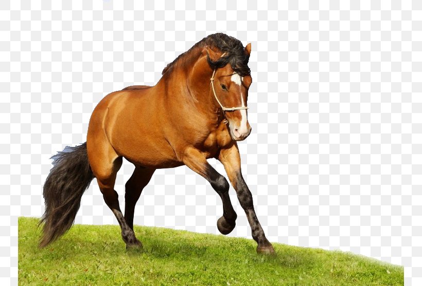 American Quarter Horse Arabian Horse High-definition Television Wallpaper, PNG, 750x557px, 4k Resolution, American Quarter Horse, Arabian Horse, Bridle, Colt Download Free