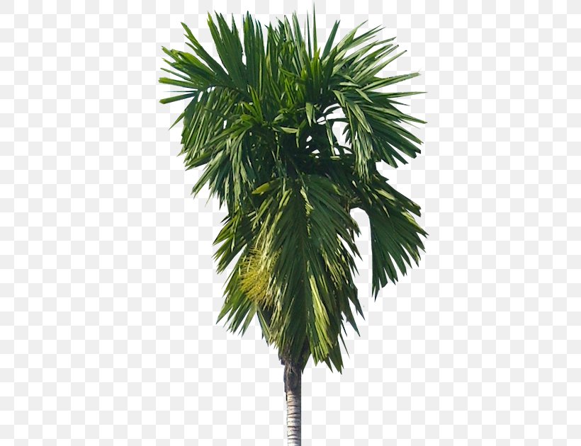 Areca Palm Arecaceae Areca Nut Tree Catechu, PNG, 409x630px, Areca Palm, Areca Nut, Arecaceae, Arecales, Attalea Speciosa Download Free