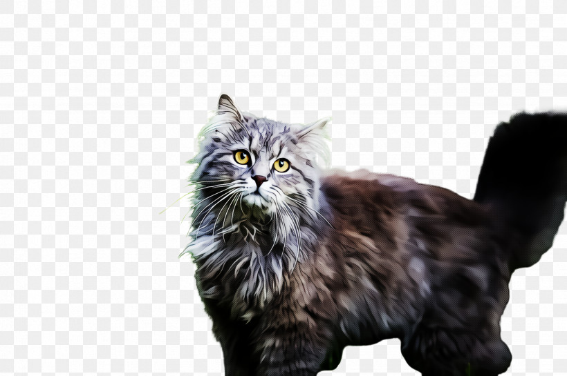Cat Small To Medium-sized Cats Whiskers Norwegian Forest Cat Domestic Long-haired Cat, PNG, 2452x1632px, Cat, Domestic Longhaired Cat, Norwegian Forest Cat, Persian, Small To Mediumsized Cats Download Free