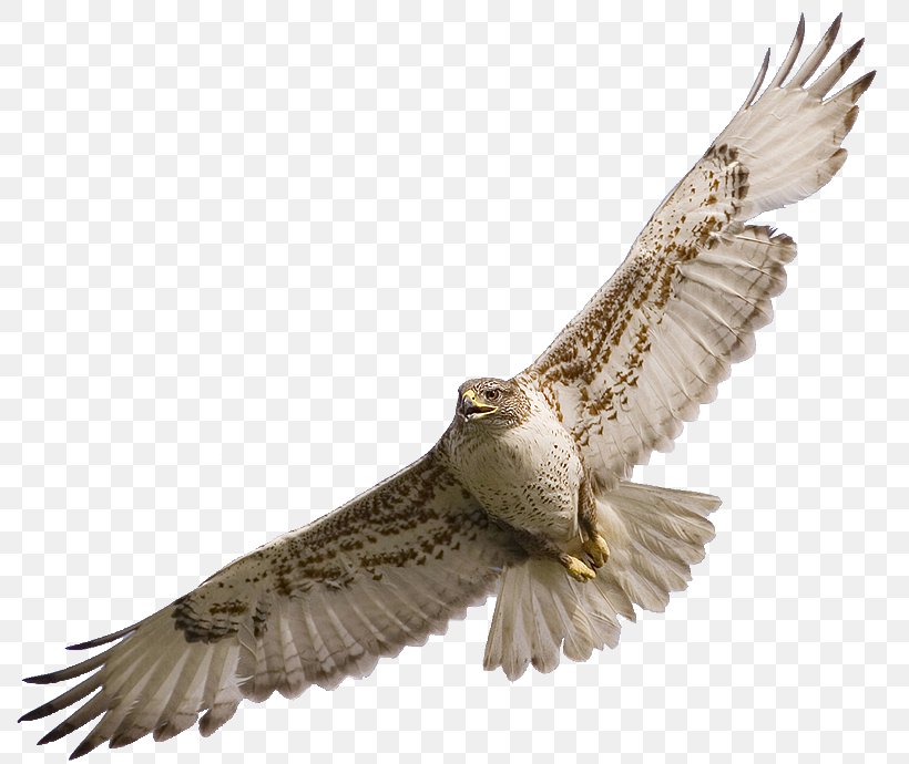 Hawk Bird Clip Art, PNG, 800x690px, Bird, Accipitriformes, Beak, Bird Of Prey, Black And White Hawk Eagle Download Free