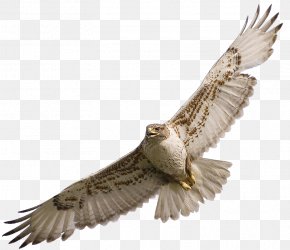 Red Tailed Hawk Images Red Tailed Hawk Transparent Png Free Download Red Tailed Hawk Images Red Tailed Hawk Transparent Png Free Download