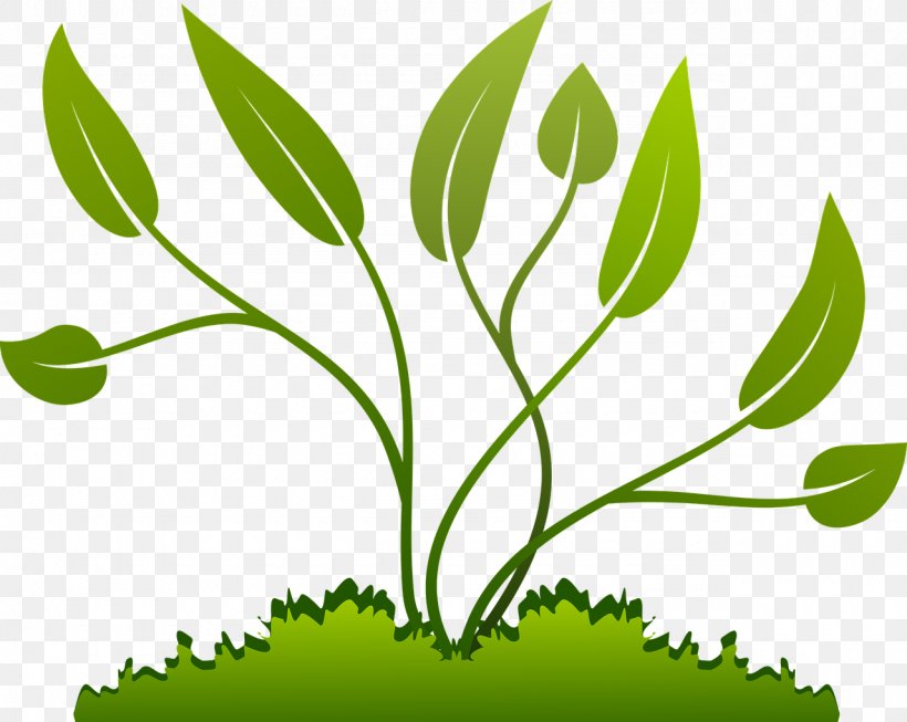 Plant Seed Clip Art, PNG, 1280x1020px, Plant, Branch, Coffea, Diagram, Drawing Download Free