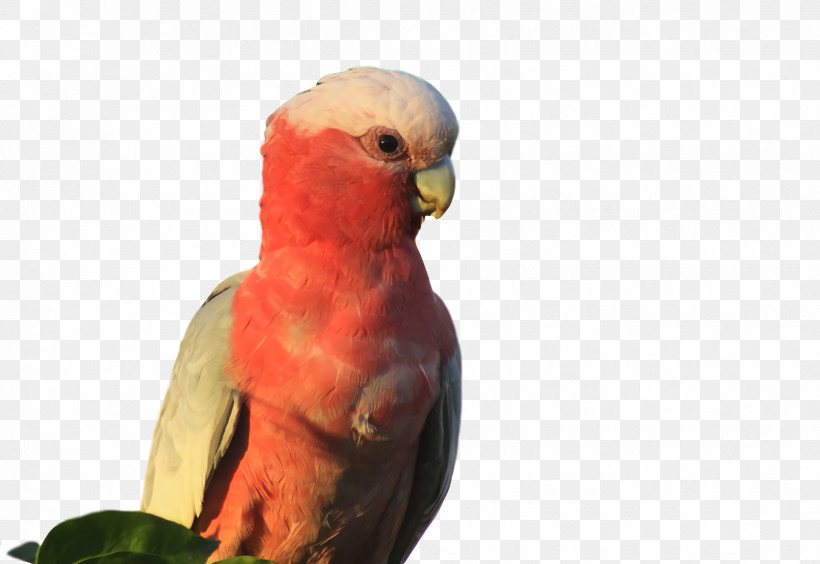 Lovebird, PNG, 1862x1282px, Lovebird, Beak, Feather, Loriini, Parakeet Download Free