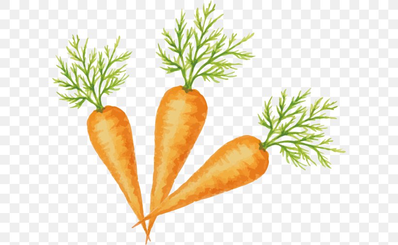 Carrot Vegetable Fruit, PNG, 606x506px, Carrot, Daucus Carota, Designer, Food, Fruit Download Free