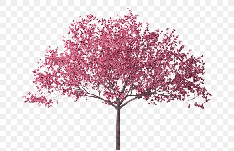 Cherry Blossom Tree Branch, PNG, 700x531px, Cherry Blossom, Bark, Blossom, Branch, Cherry Download Free