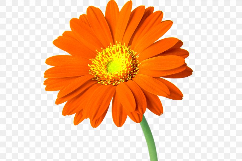 Cut Flowers Common Daisy Clip Art, PNG, 3000x2000px, Flower, Annual Plant, Artificial Flower, Calendula, Calendula Officinalis Download Free