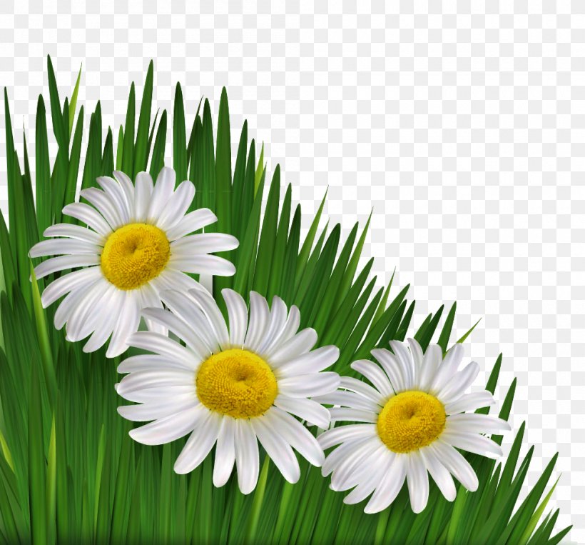 Common Daisy Flower Chamomile Royalty-free, PNG, 1000x931px, Common Daisy, Aster, Chamaemelum Nobile, Chamomile, Color Download Free