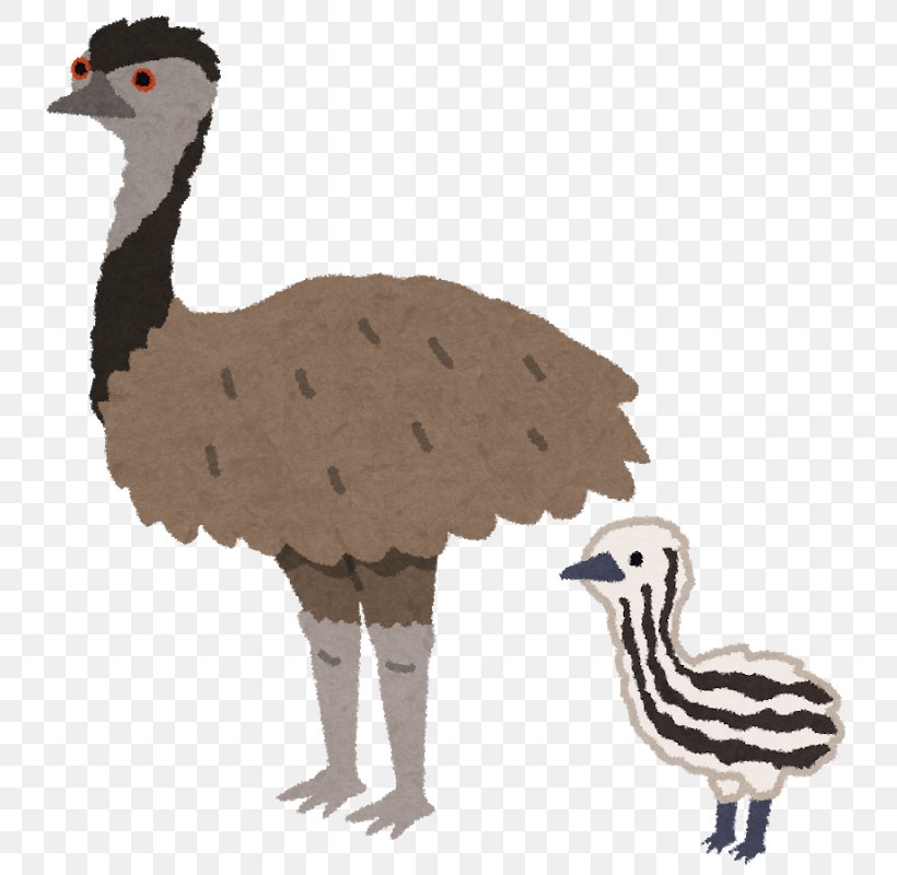 Common Ostrich Emu Flightless Bird Chicken, PNG, 771x800px, Common Ostrich, Animal, Australia, Beak, Bird Download Free