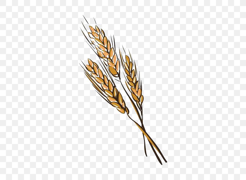 Euclidean Vector Illustration, PNG, 600x600px, Wheat, Can Stock Photo, Cereal, Cereal Germ, Commodity Download Free