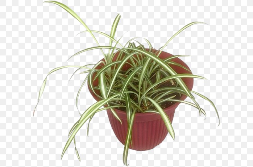 Flowerpot Houseplant Grasses HTTP Cookie, PNG, 610x542px, Flowerpot, Biscuits, Fernsehserie, Flower, Grass Download Free