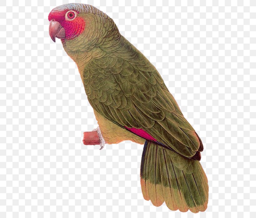 Budgerigar Parrot Lovebird Painting, PNG, 700x700px, Budgerigar, Beak, Bird, Birdandflower Painting, Common Pet Parakeet Download Free