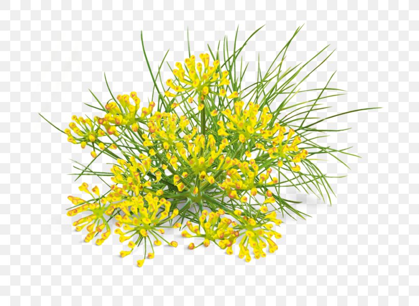 Highway M07 Cut Flowers Dill Fennel Mustard, PNG, 690x600px, Highway M07, Cut Flowers, Dill, Fennel, Flora Download Free