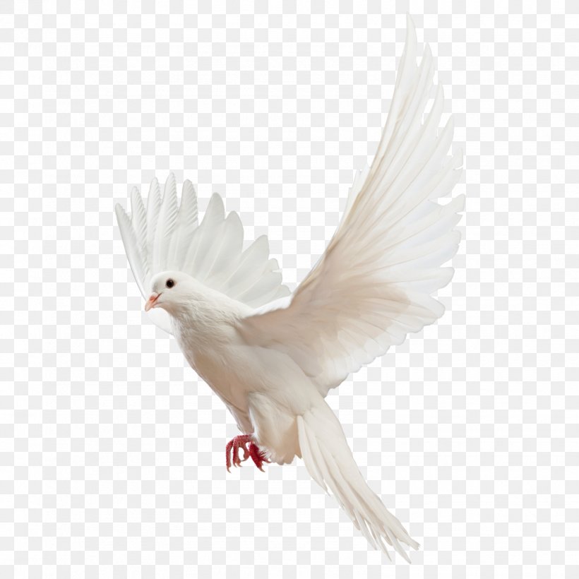 Homing Pigeon Columbidae Religious Studies: Philosophy Of Religion And Ethics, PNG, 1596x1596px, Homing Pigeon, Beak, Bird, Columba, Columbidae Download Free