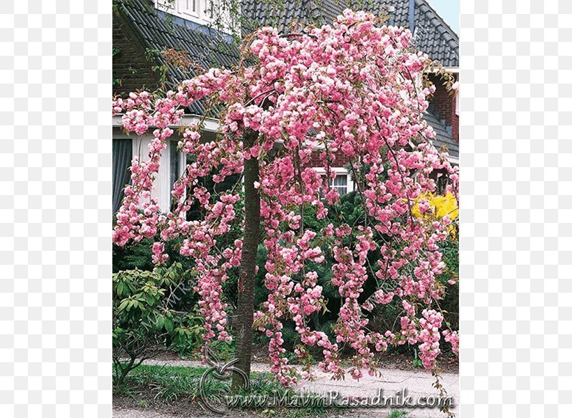 Yoshino Cherry Cherry Blossom Tree Prunus 'Kanzan', PNG, 800x600px, Yoshino Cherry, Apples, Blossom, Cerasus, Cherry Download Free