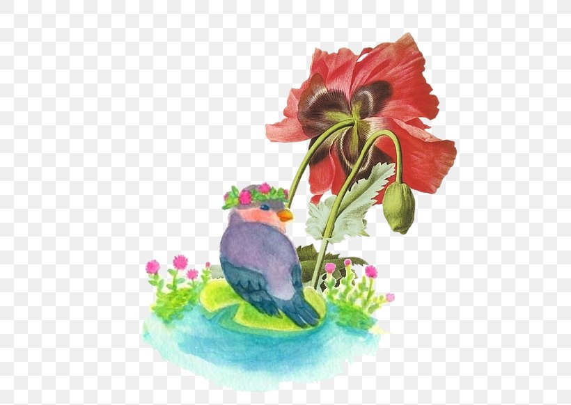 Common Poppy Opium Poppy Papaver Orientale Botanical Illustration, PNG, 608x582px, Common Poppy, Art, Beak, Bird, Botanical Illustration Download Free