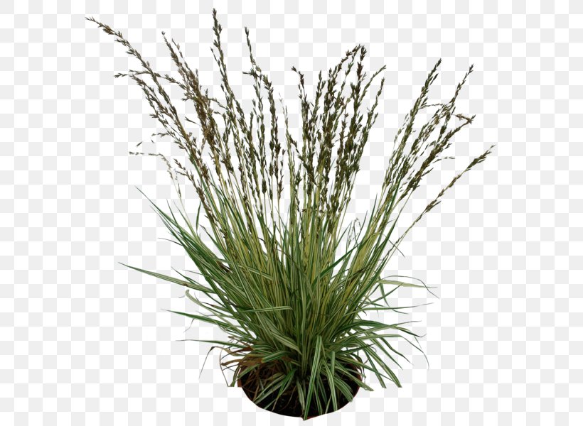 Clip Art Image Desktop Wallpaper, PNG, 600x600px, Grasses, Chrysopogon Zizanioides, Commodity, Deviantart, Flowerpot Download Free